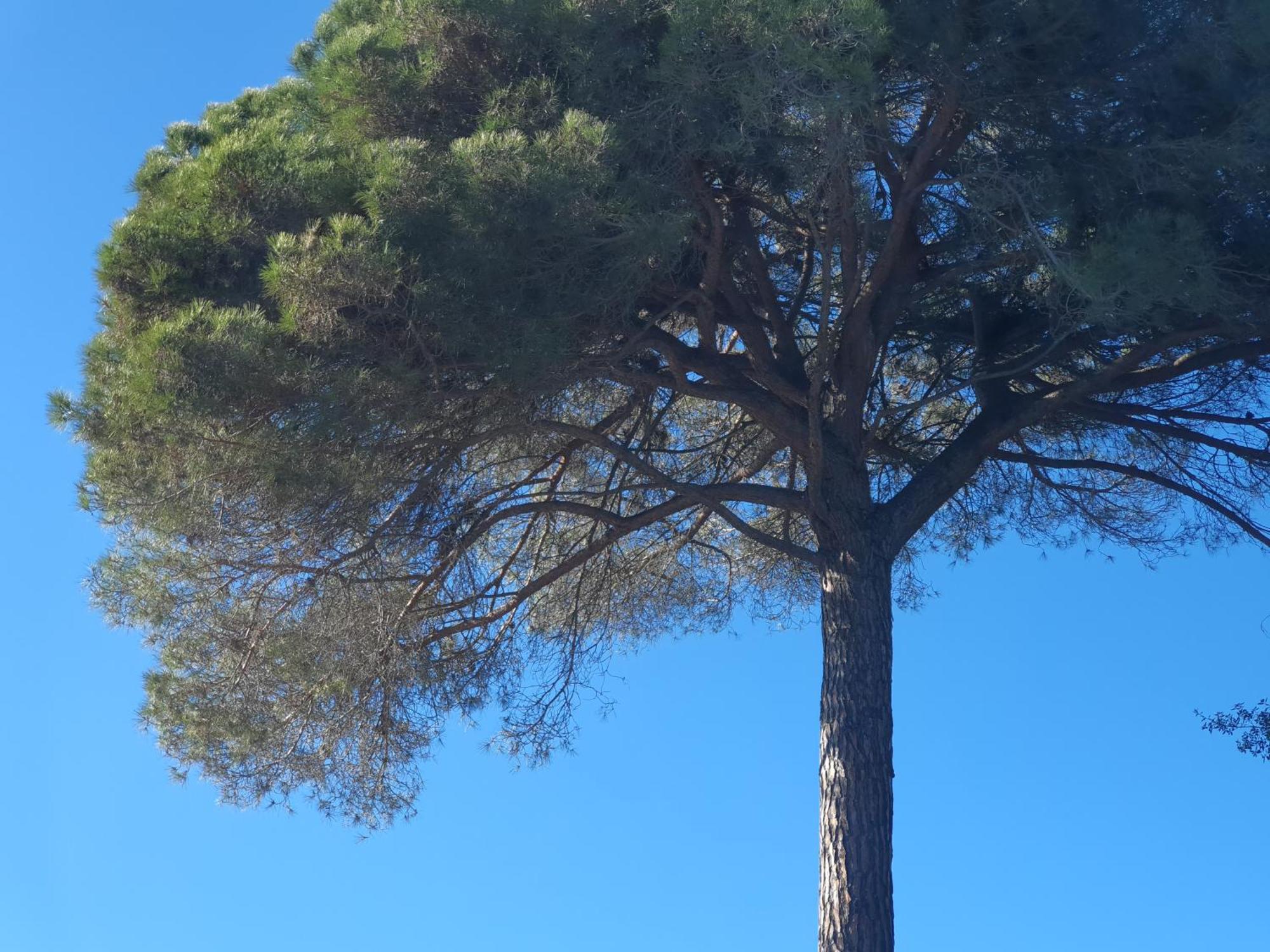 Ibiza Dosrius Canyamás